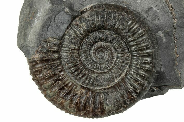Jurassic Ammonite (Dactylioceras) Fossil - England #351288